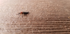 Dilophus serotinus