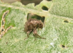 Attelabinae