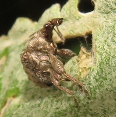 Attelabinae