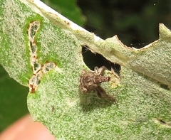 Attelabinae