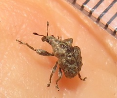 Attelabinae
