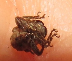 Attelabinae