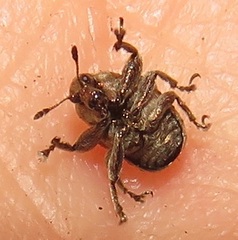 Attelabinae