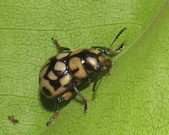 Euryope megacephala
