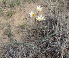 Tulipa biflora