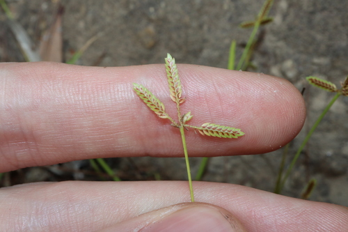 Image of Cyperus aquatilis by (c) Thomas Mesaglio, some rights reserved (CC BY)