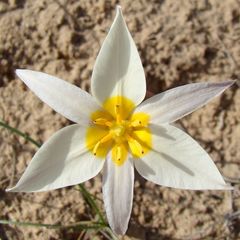 Tulipa biflora