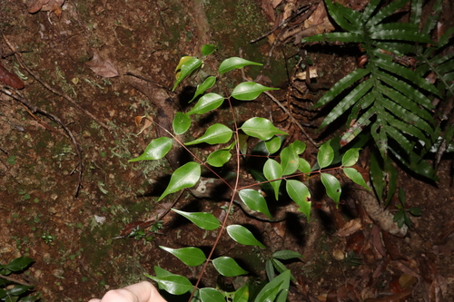 Uromyrtus tenella observed 2023-05-22