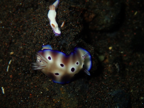 Tryon's Hypselodoris (Hypselodoris tryoni)