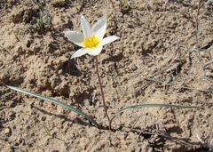 Tulipa biflora