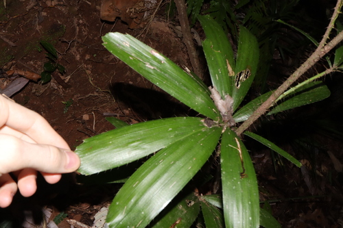 Image of Calamus caryotoides by (c) Thomas Mesaglio, some rights reserved (CC BY)