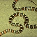 San Bernardino Mountain King Snake - Photo (c) 1999 California Academy of Sciences, some rights reserved (CC BY-NC-SA)