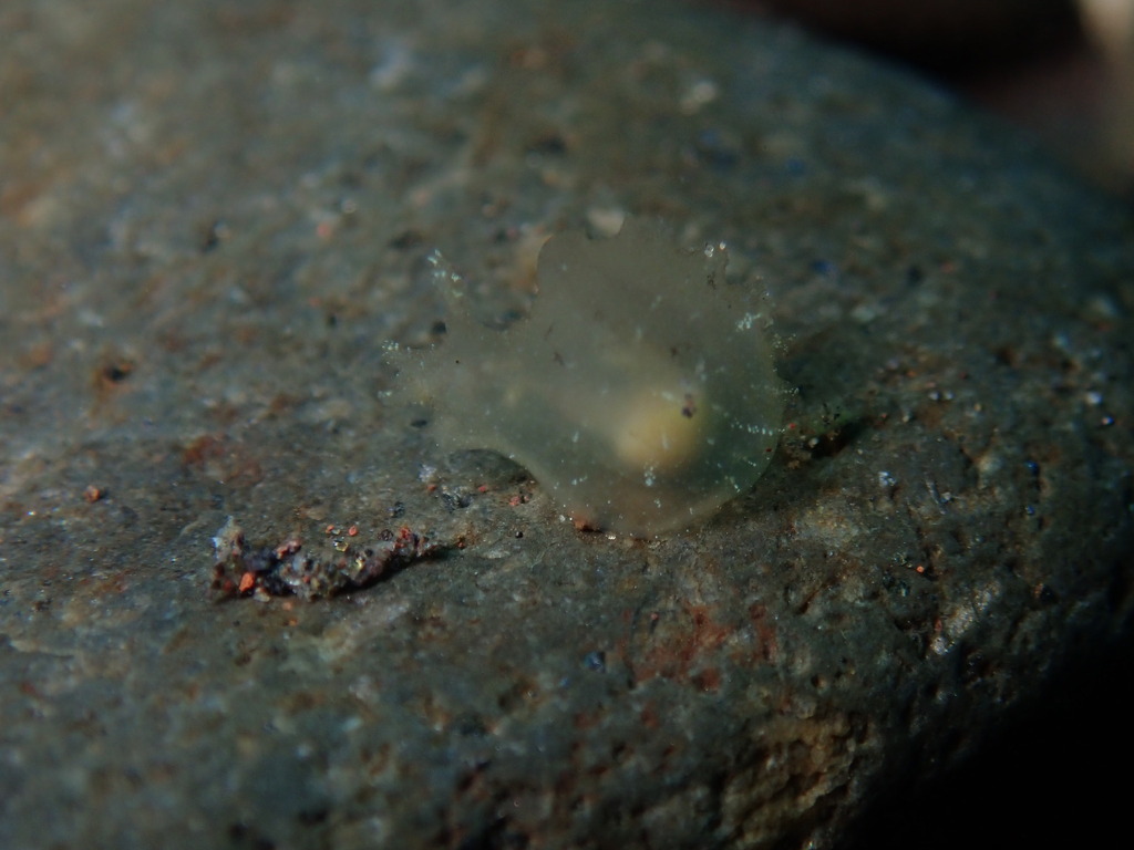 Whirligig Sea Hare
