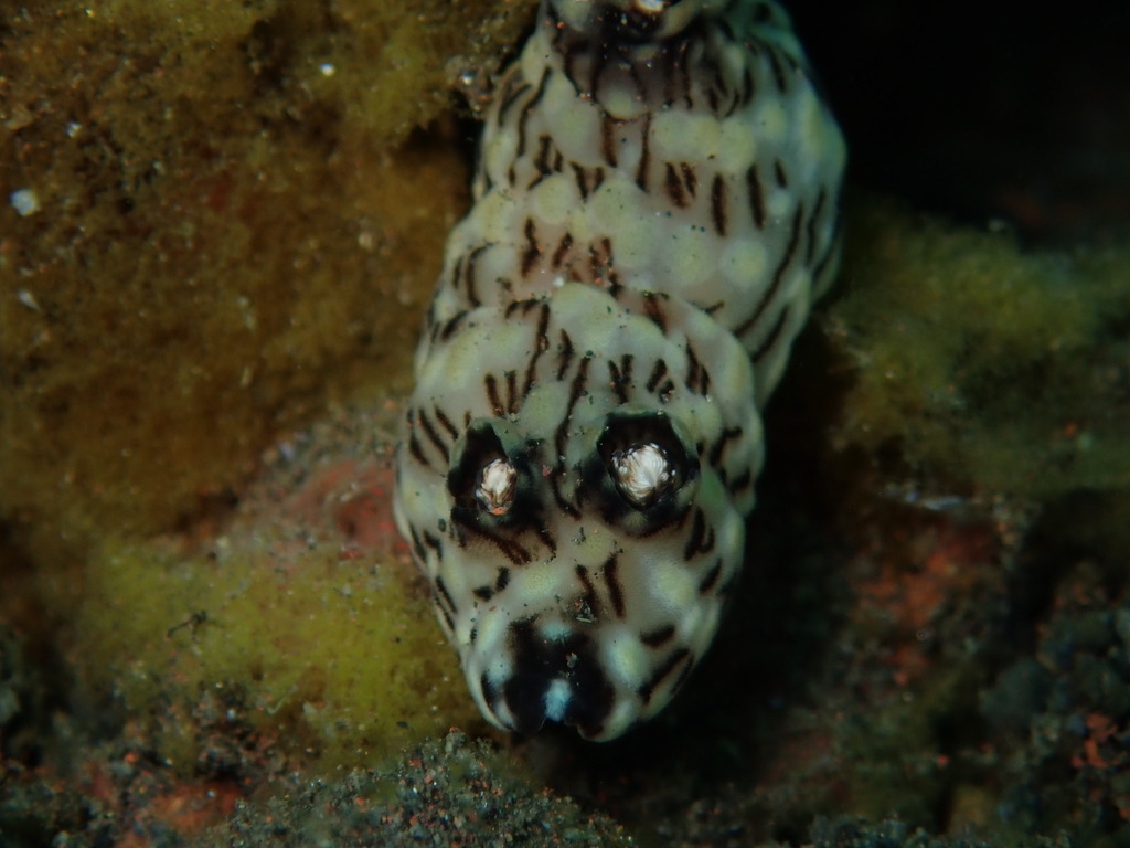 Turret Velvet Dorid