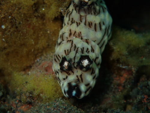 Turret Velvet Dorid