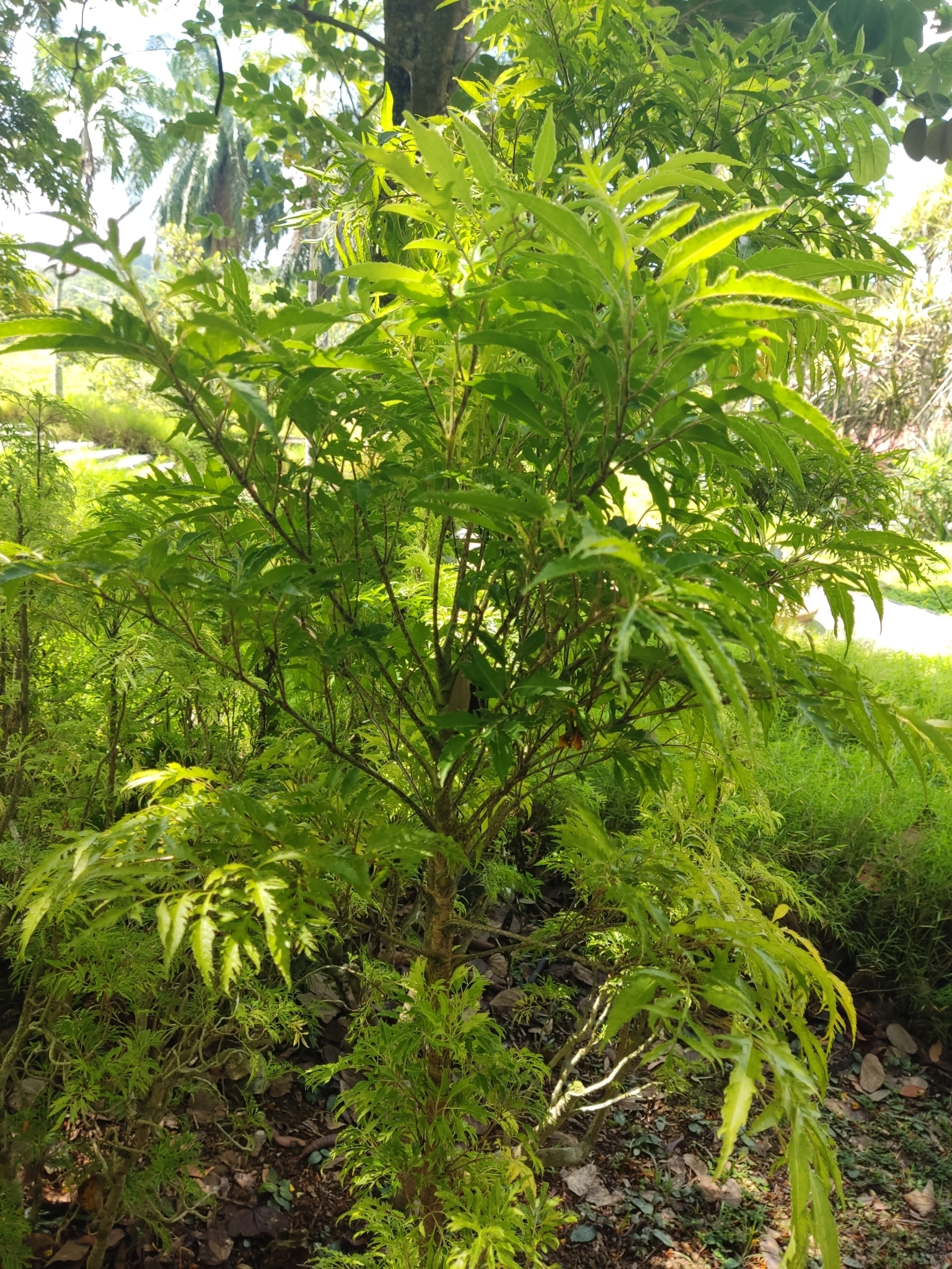 Imagem de Bonsai-Havaí