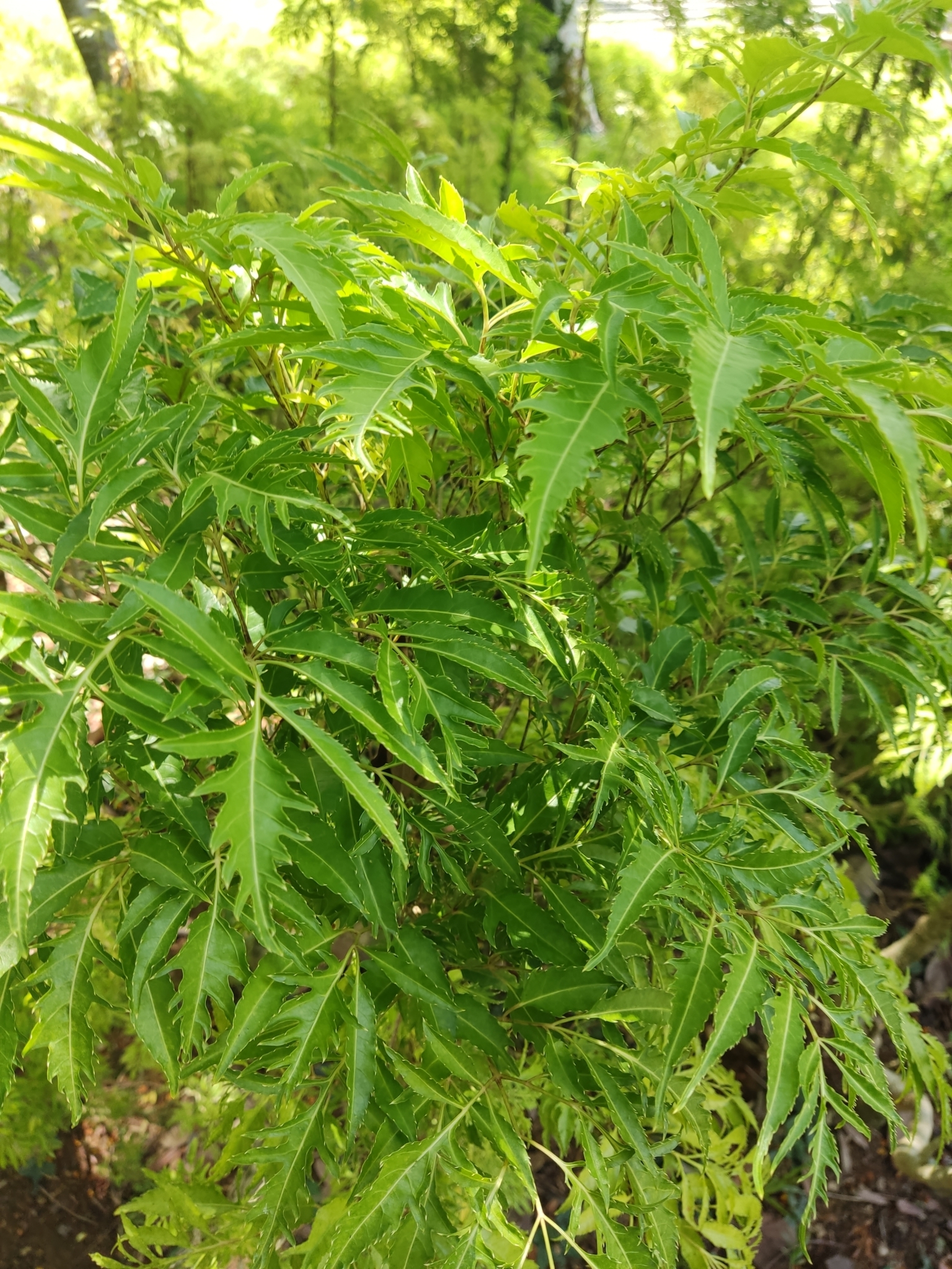 Imagem de Bonsai-Havaí