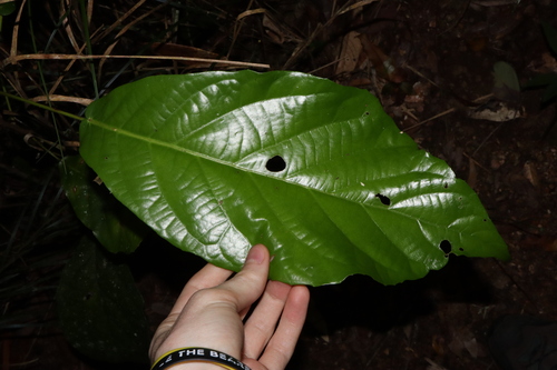 Image of Sloanea langii by (c) Thomas Mesaglio, some rights reserved (CC BY)