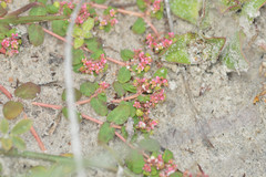 Euphorbia cordifolia