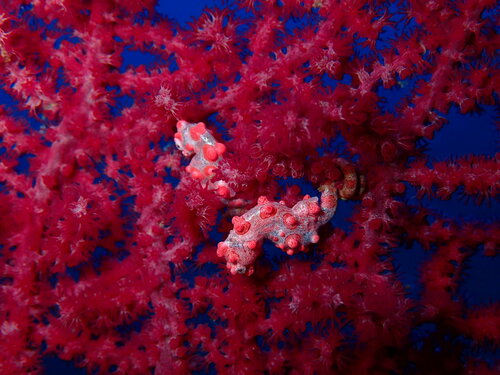 Pygmy Seahorse (Hippocampus bargibanti)