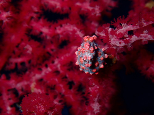 Pygmy Seahorse (Hippocampus bargibanti)