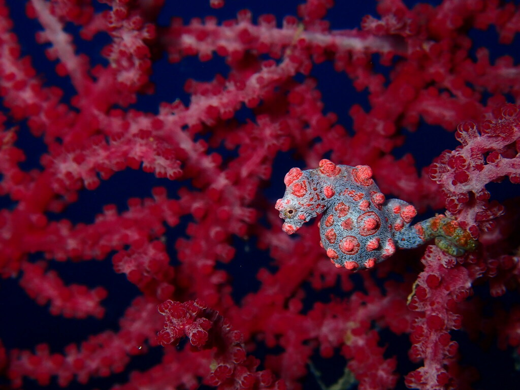 Pink Bargibant's pygmy seahorse camouflaged on red gorgonian coral