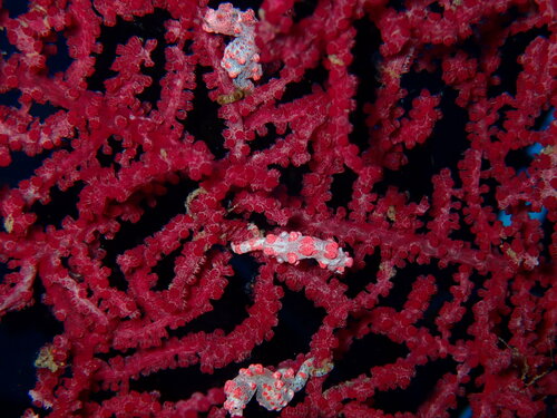 Pygmy Seahorse (Hippocampus bargibanti)