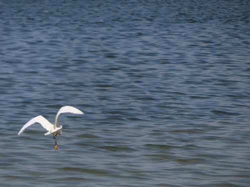 Snowy Egret photographed in Colorado