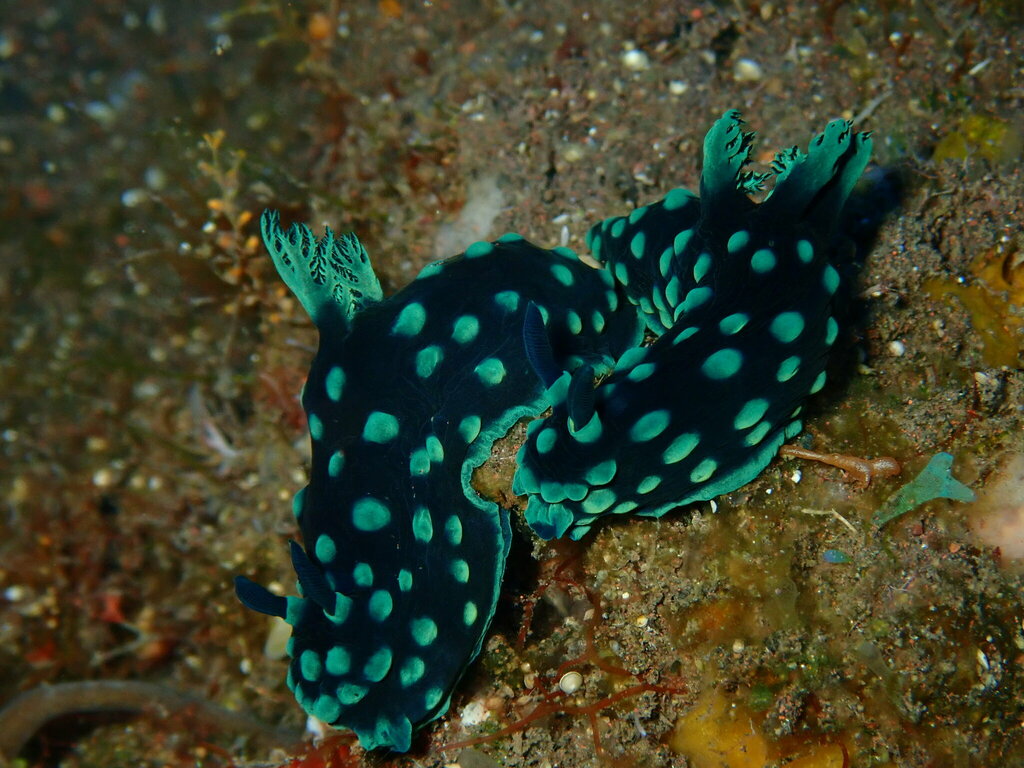 Crested Nembrotha
