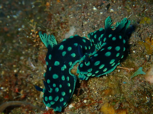 トサカリュウグウウミウシ