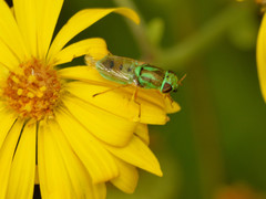 Hedriodiscus trivittatus