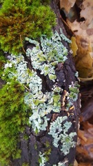 Bulbothrix confoederata