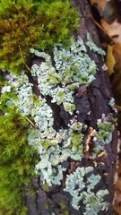 Bulbothrix confoederata