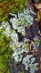 Bulbothrix confoederata