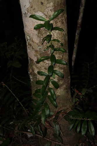 Image of Freycinetia scandens by (c) Thomas Mesaglio, some rights reserved (CC BY)