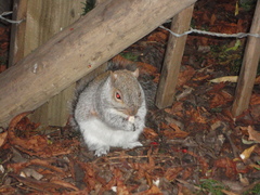 Sciurus carolinensis
