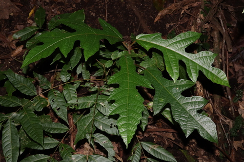 Plentiful fig (Ficus copiosa)
