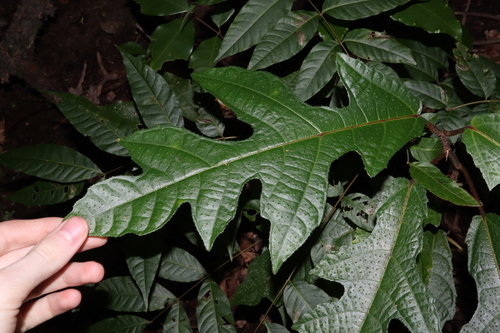 Image of Ficus copiosa by (c) Thomas Mesaglio, some rights reserved (CC BY)