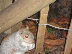 Sciurus carolinensis