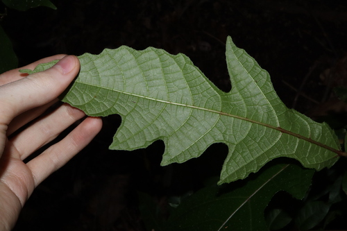 Image of Ficus copiosa by (c) Thomas Mesaglio, some rights reserved (CC BY)