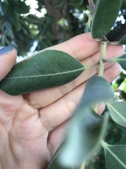 Metrosideros excelsa