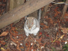 Sciurus carolinensis