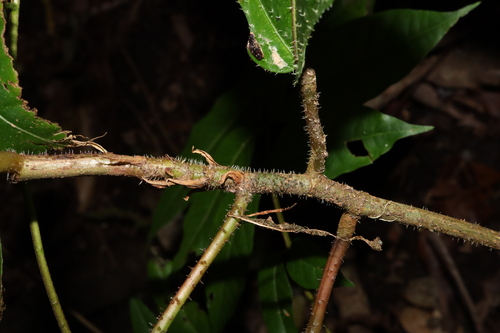 Image of Ficus copiosa by (c) Thomas Mesaglio, some rights reserved (CC BY)