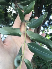 Metrosideros excelsa