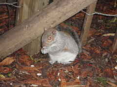 Sciurus carolinensis