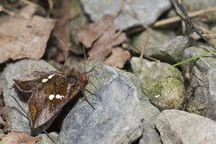 Antoculeora yoshimotoi