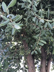 Metrosideros excelsa