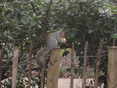 Sciurus carolinensis