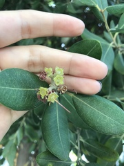 Metrosideros excelsa