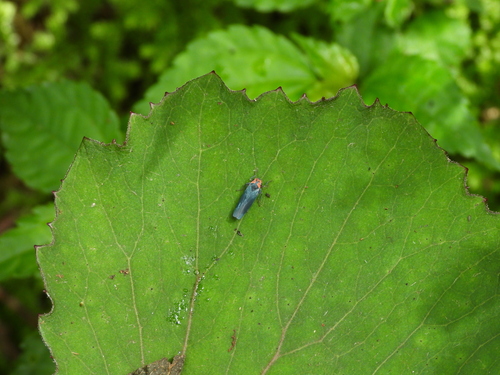 Atkinsoniella alternata, 2023-05-21